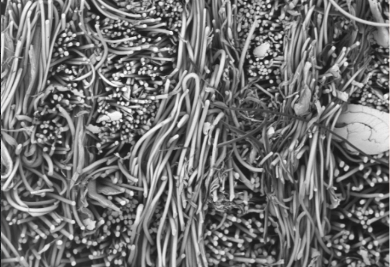 crop_1750228414474